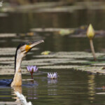 Cormoran à poitrine blanche, lac de Gainth, Djoudj