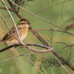 Euplecte vorabé, Djoudj