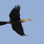 Anhinga d'Afrique, lac de Gainth, Djoudj