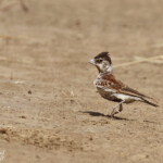 Moinelette à oreillons blancs, femelle, Djoudj