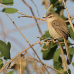 Prinia modeste, Djoudj