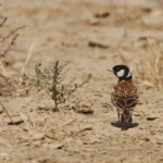 Moinelette à oreillons blancs, mâle, Djoudj