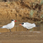 Sternes caspiennes, adulte et son jeune, Djoudj