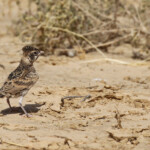 Moinelette à oreillons blancs, jeune, Djoudj