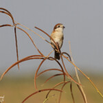 Pie-grièche à tête rousse, Djoudj