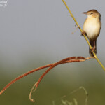 Cisticole du Nil - Windling Cisticola - Cisticola galactotes amphilectus, Djoudj