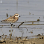 Tarier pâtre, Djoudj