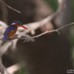 Martin pêcheur huppé, Djoudj