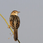 Cisticole roussâtre, Djoudj