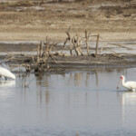 Spatule blanche (gauche) et Spatule africaine, Djoudj