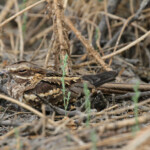 Engoulevent à longue queue, Djoudj