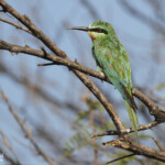 Guêpier de Perse, Djoudj