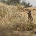 Chacal du Sénégal, Djoudj