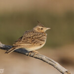 Cochevis huppé, Djoudj