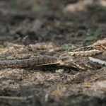 Engoulevent à longue queue, Djoudj