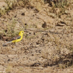 Moineau doré, Djoudj