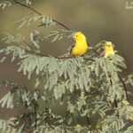 Moineaux dorés, Djoudj