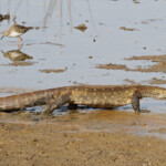 Varan du Nil, Djoudj