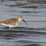 Bécasseau cocorli, Djoudj