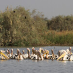 Pélicans blancs, Djoudj