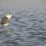 Chevalier stagnatile, Djoudj