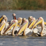 Pélicans blancs, Djoudj