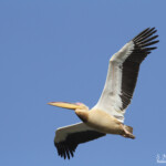 Pélican blanc, Djoudj