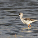 Echasse blanche immature, Djoudj