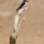 Hirondelle de Guinée, Djoudj