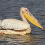 Pélican blanc, Djoudj