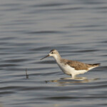 Chevalier stagnatile, Djoudj