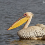 Pélican blanc, Djoudj