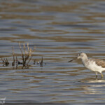 Chevalier aboyeur, Djoudj