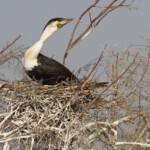 Cormoran à poitrine blanche, Djoudj
