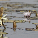 Tisserin à tête noire sur le Marigot de Gainth, Djoudj