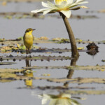 Bergeronnette printanière sur le Marigot de Gainth, Djoudj
