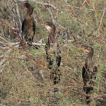 Cormorans africains, Djoudj