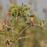 Tarier pâtre, Djoudj