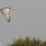 Bihoreau gris, Djoudj