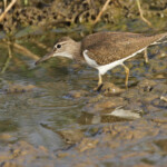 Chevalier guignette, Djoudj