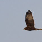 Busard des roseaux, Djoudj