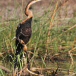 Anhinga d'Afrique, Djoudj