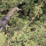 Bihoreau gris immature, Djoudj