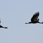 Grues couronnées, Djoudj