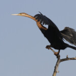 Anhinga d'Afrique, Djoudj