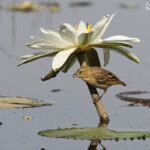 Tisserin à tête noire sur le Marigot de Gainth, Djoudj