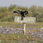 Cormoran à poitrine blanche, Gainth, Djoudj