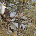 Pygargue vocifère, Djoudj