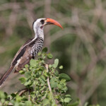 Calao occidental, Gainth