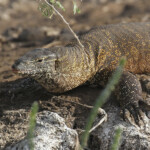 Varan du Nil, Djoudj